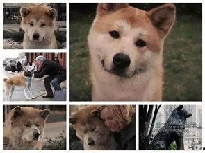 娱乐吃瓜酱怕狗大哥